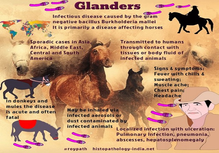 What is Glanders and Why is it a Concern?