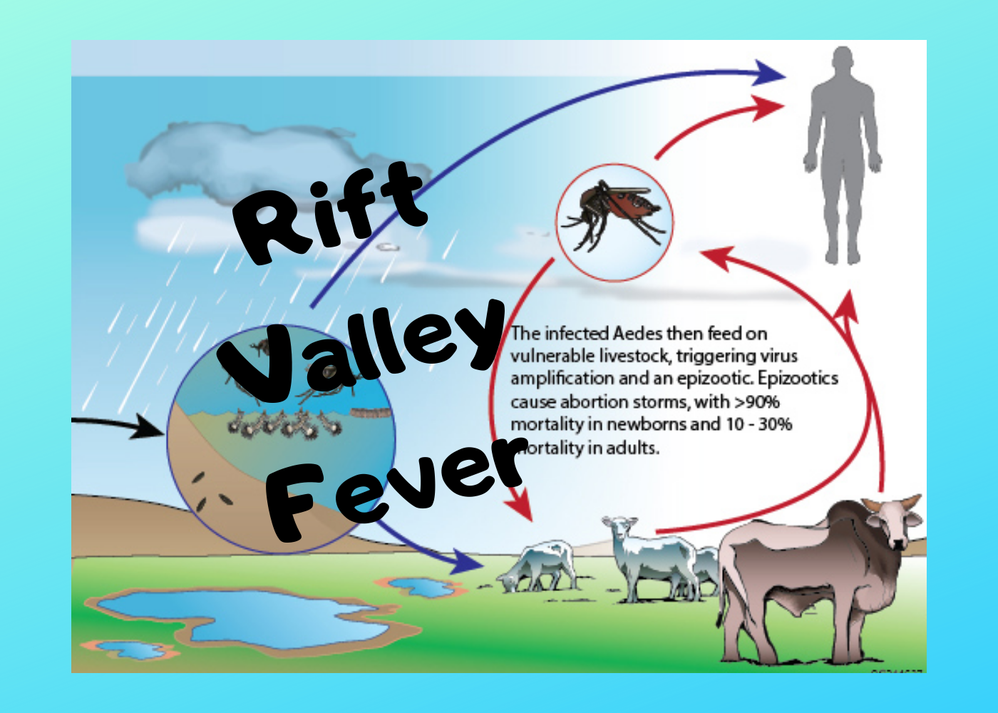 Nursing Paper Example on Rift Valley Fever