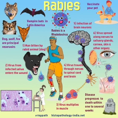 animal with rabies