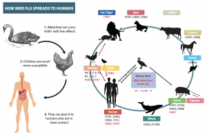 Avian Influenza - WOAH Middle-East