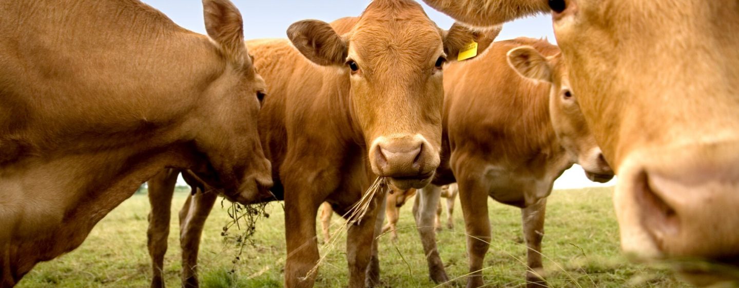 Rinderpest Eradication WOAH Middle East